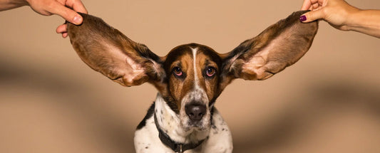 Why Does My Dog Have Smelly Ears?