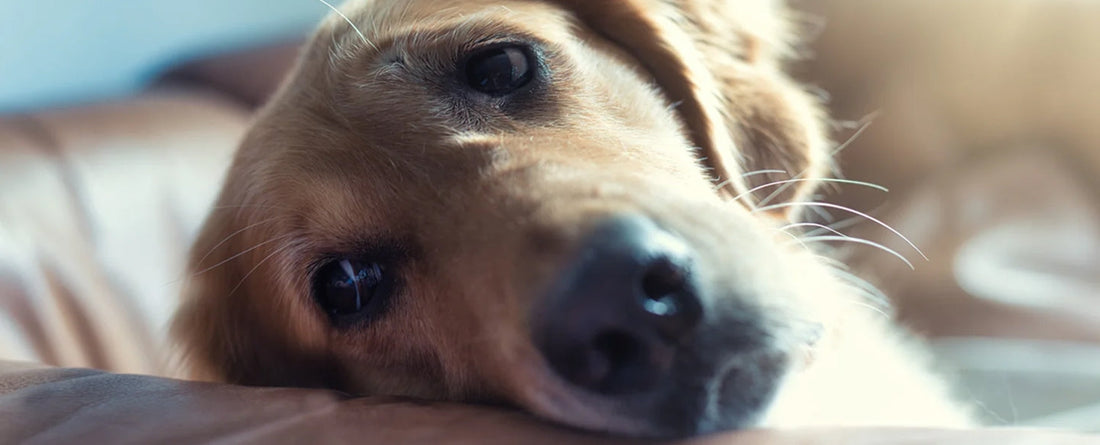 A Guide To Yeast Infections In Dogs