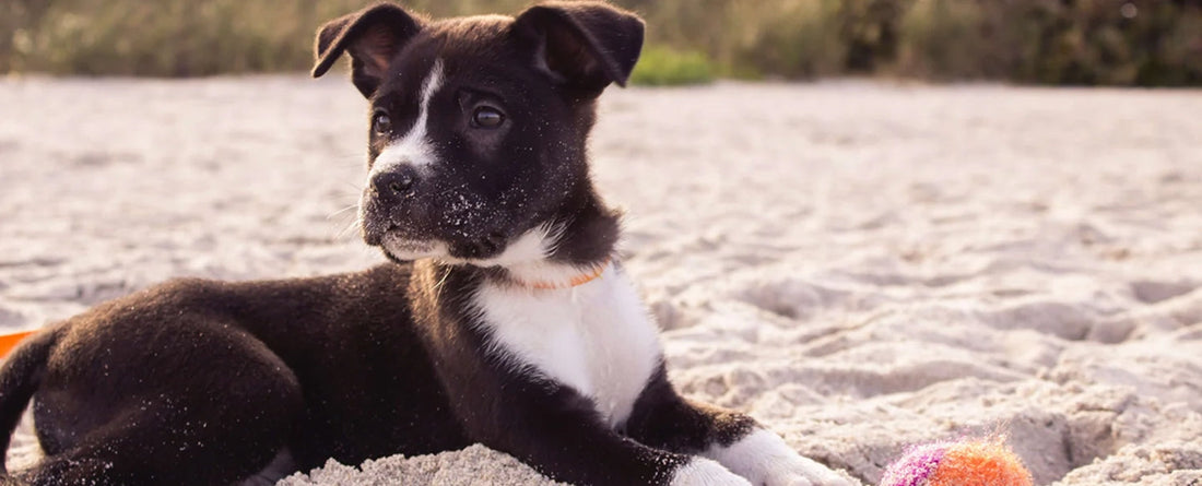 A Guide To Zinc Deficiency In Dogs