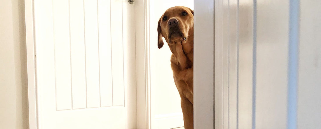 Calming Supplements to Help Nervous Dogs