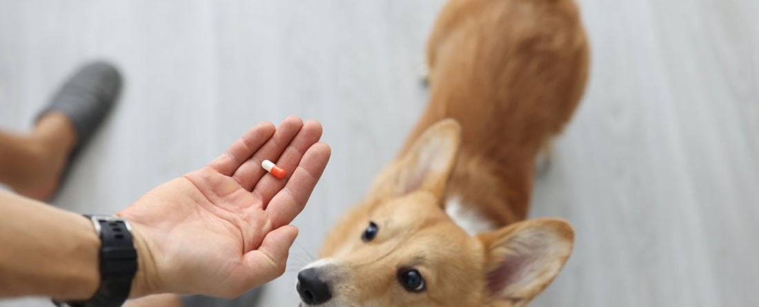 Can Dogs Have Human Vitamins?
