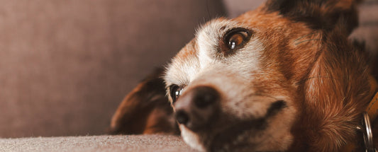 Common Dog Myths Busted