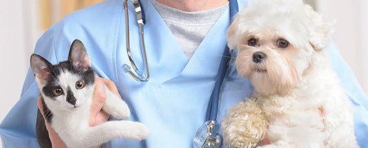 Dogs vs Cats: Nutrition