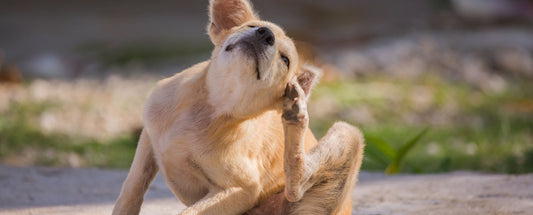 Fungal Infections in Dogs Explained