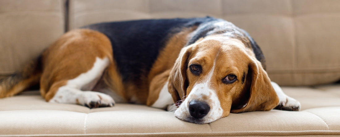 sad senior begal with mobility issues laying on a beige couch