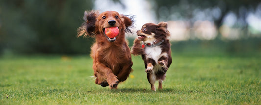 How To Keep Your Dog's Joints Healthy
