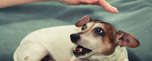 How is Dog Behavior Linked to Nutrition?
