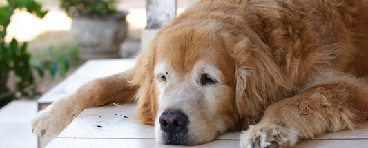 senior golden retriever laying on front porch