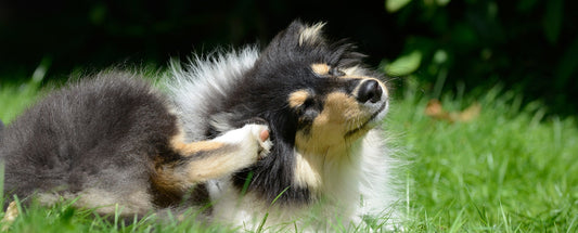 shetland sheepdog scratching ear while laying in the grass