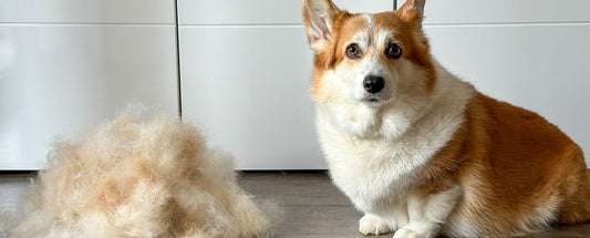 How to Stop Dogs Shedding So Much