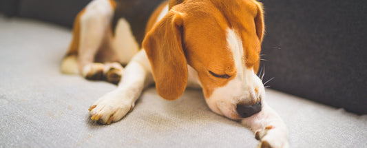 How to Support Healthy Skin in Dogs