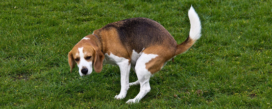 Natural Dog Remedies for Diarrhea