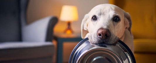 Probiotics vs. Prebiotics for Dogs