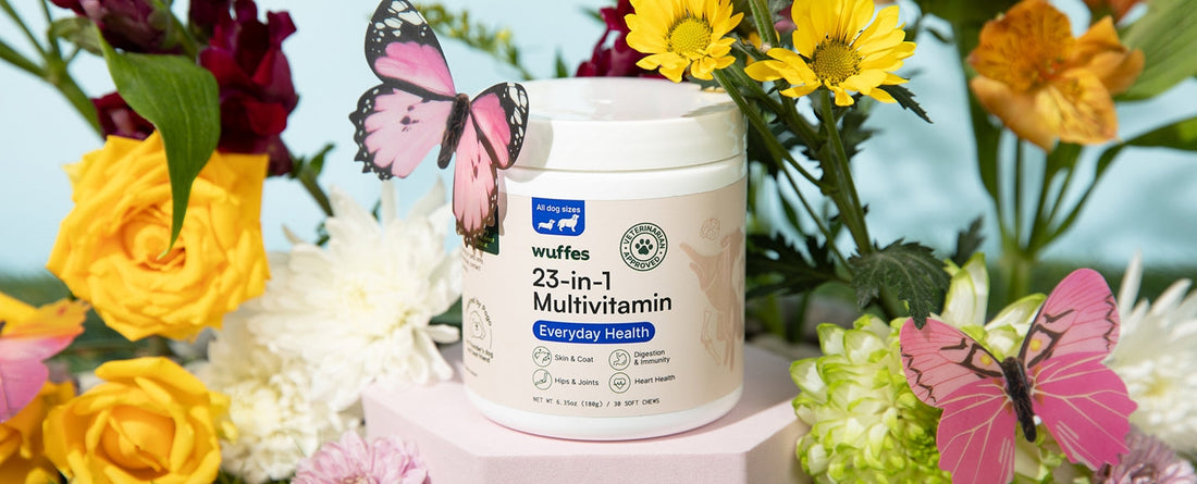 Recognizing Spring Allergies in Dogs: Key Signs and Symptoms