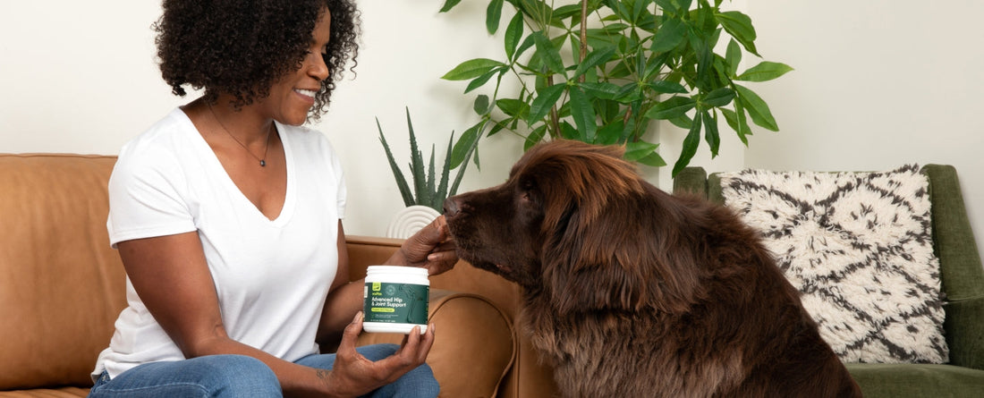 Should You Start Giving Your Dog Joint Supplements?