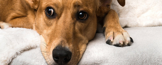 Signs Your Dog is Stressed and How to Manage It