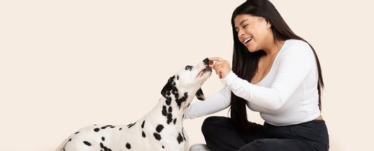 Supporting Your Dog's Digestive Health: The Role of Multivitamin Supplements