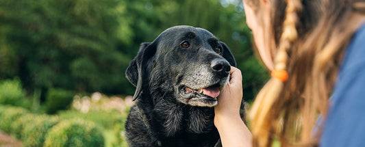 The Top Signs Of Ageing In Dogs