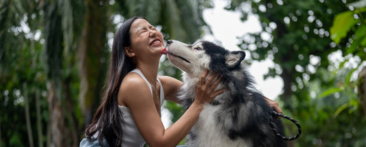 What Is MSM And Does Your Dog Need It?