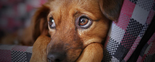 Which Dog Breeds Have The Most Nutritional Problems?