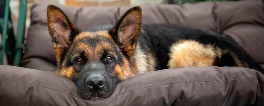 Which Dog Breeds Have The Most Joint Problems?