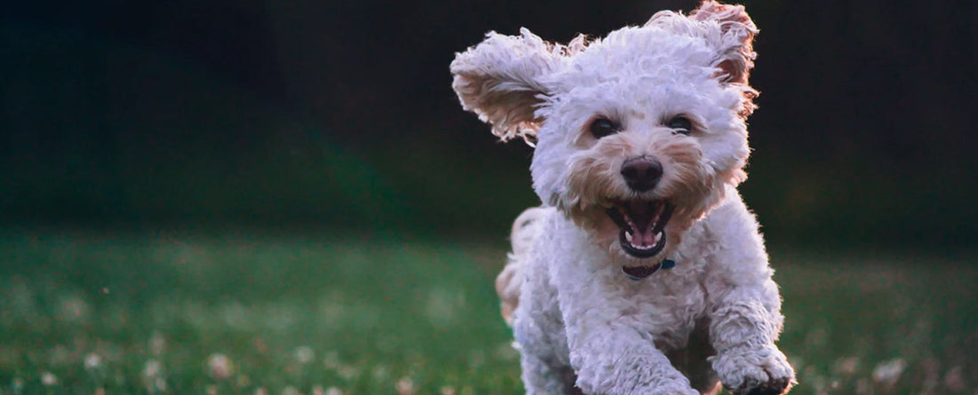 Which Dogs Need The Most Exercise?