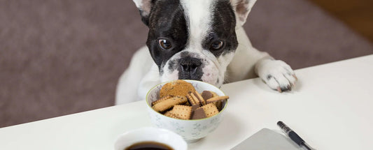 boston terrier with paws on counter starting at bowl of cookies