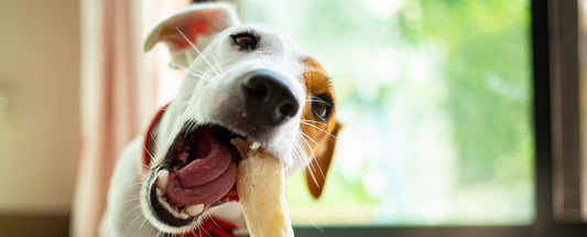 Why Do Dogs Chew?