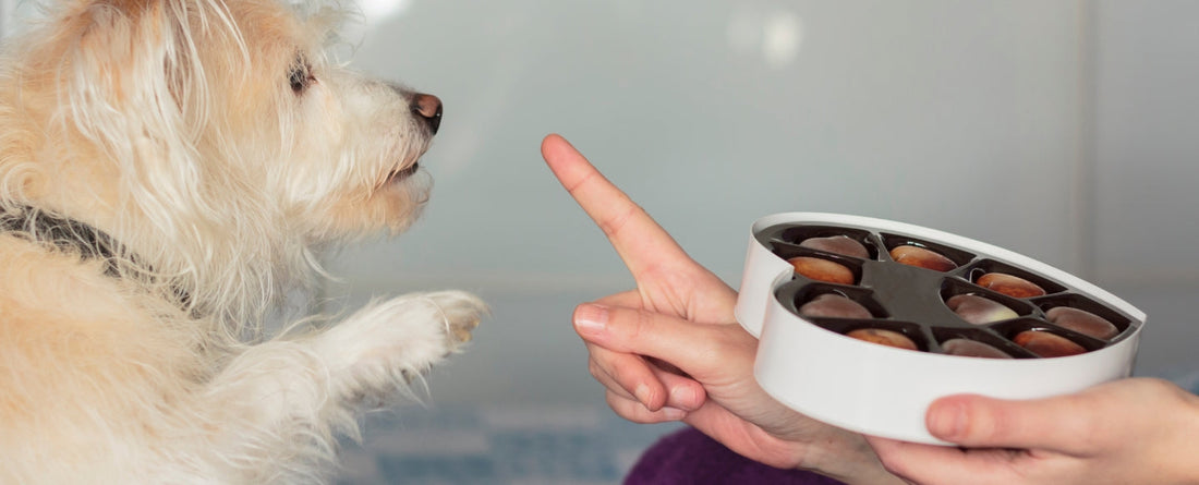 Why Is Chocolate Bad For Dogs?