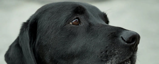 Why Is Mental Health In Dogs So Important?