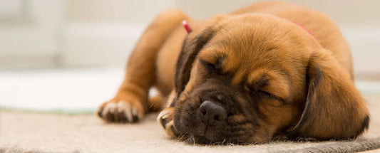 Why Is My Dog So Sleepy?