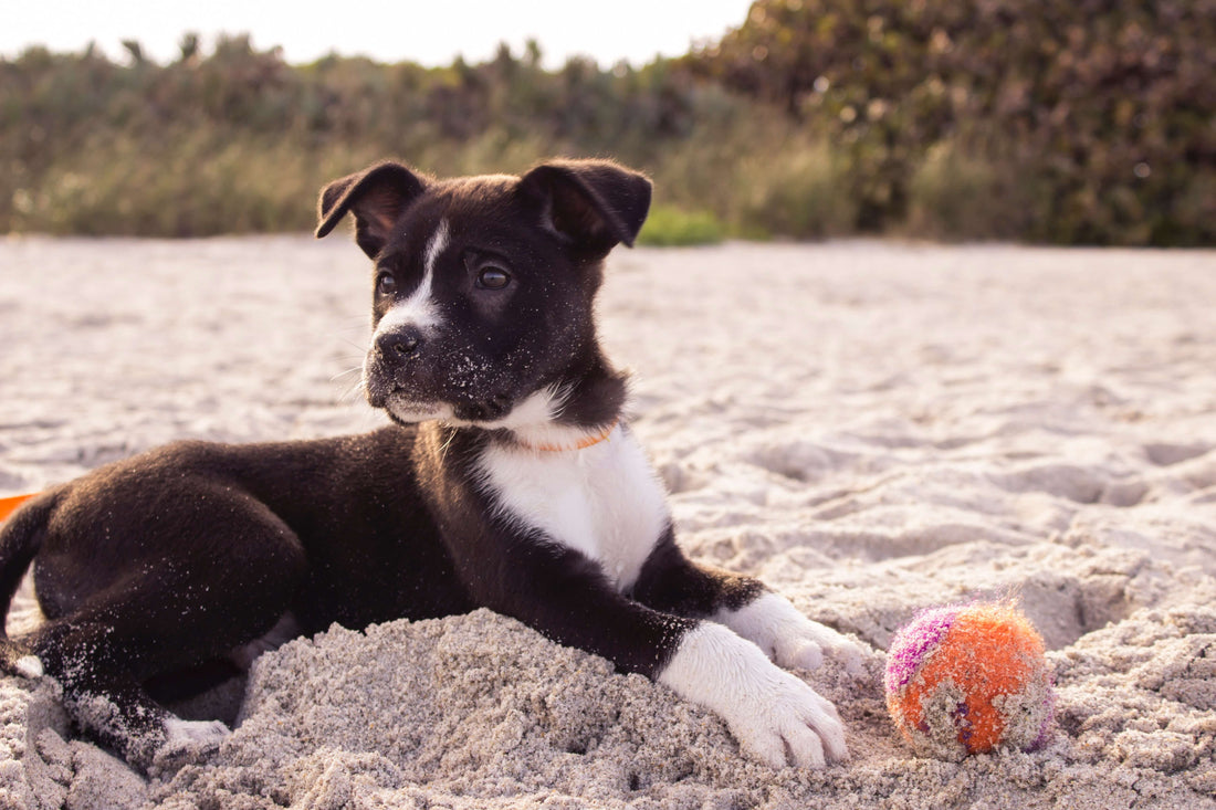 dog-beach-happy