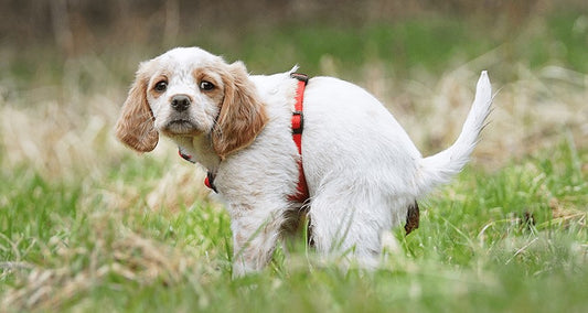 dog-diarrhea-natural-remedy