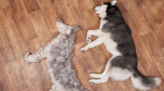 How to Stop Dogs Shedding So Much