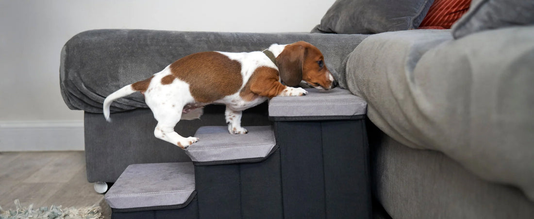 Home Modifications for Your Older Pet