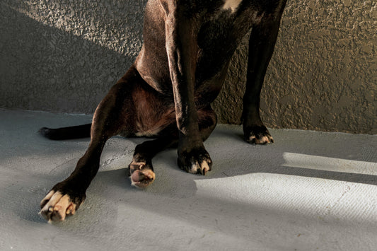 Elbow Dysplasia in Dogs: What Pet Parents Need to Know