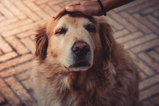 petting-old-dog