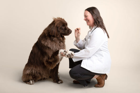 Does My Dog Need a Joint Supplement? How and When to Intervene