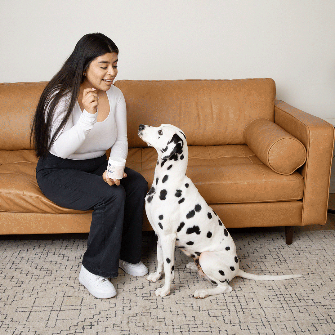 A woman sitting on a tan couch feeds a Wuffes 23-in-1 Multivitamin chew to a Dalmatian dog. The dog is sitting on a patterned rug and eagerly taking the chew from the woman’s hand. The woman is smiling and holding the container of multivitamins in her other hand.